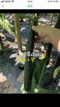 黃瓜種子，廠家，夏優(yōu)8號