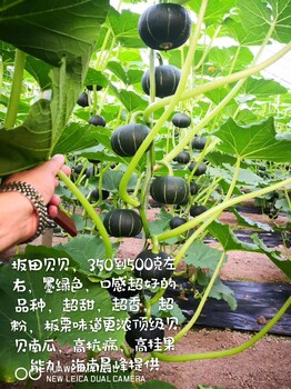 日本坂田貝貝南瓜種子，廠家，高產(chǎn)抗病毒，價(jià)格質(zhì)量好，口感
