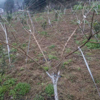 湖北青脆李苗銷售_青脆李樹苗基地報價 免費提供指導(dǎo)