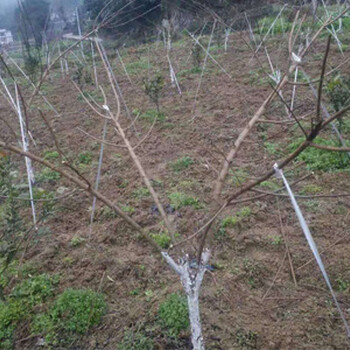 湖北青脆李苗销售_青脆李树苗基地报价 免费提供指导