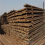 本溪植树杆绿化杆松木杆性能可靠