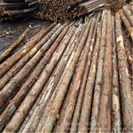 葫芦岛松木杆葫芦岛绿化杆大量出售腾昌木业