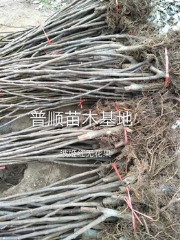 漳州無花果樹苗批發(fā)價 波姬紅無花果樹苗 抗寒抗旱