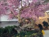 恒美室内包柱仿真花树,扬州从事室内仿真樱花树展示