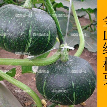 巨型南瓜種子
