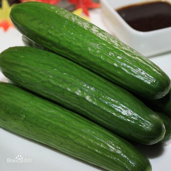 玉脂水果黃瓜種子