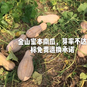 蜜本南瓜大果，廠家，果型均勻，高產商品性好，香甜面口感好