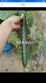 黄瓜种子亮剑