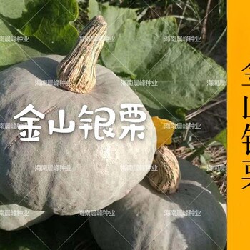 金山銀板栗南瓜種子，廠家