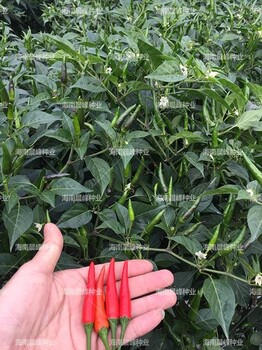 朝天椒種子，廠家，高原地區(qū)干椒品種，高產(chǎn)抗病