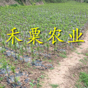 恩施青脆李苗畝產(chǎn)量 青脆李子樹苗 青脆李苗銷售