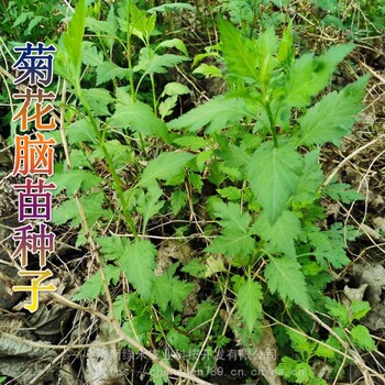 菊花腦籽大苗可采摘嫩葉芽清熱去火菊花腦陽臺盆栽庭院種植