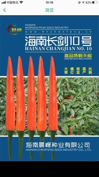 朝天椒種子長(zhǎng)劍10號(hào)，果大抗病產(chǎn)量高，廠家