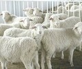 英美爾肉羊飼料預混料,撫州育肥羊飼料添加劑質量可靠