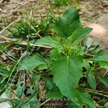 供應(yīng)野菜灰灰菜種子種籽山野菜灰灰菜籽家庭盆栽地栽四季易活特種蔬菜