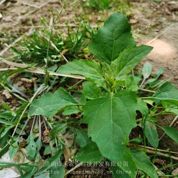 供应野菜灰灰菜种子种籽山野菜灰灰菜籽家庭盆栽地栽四季易活特种蔬菜