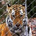 不锈钢绳网生产厂家动物园防护网价格动物笼舍网