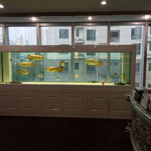 广州办公室鱼缸清洗消毒行情 玻璃鱼缸护理 元旦大折扣