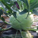 绿苤兰籽特菜球茎甘蓝蔬果菜进口水果苤蓝种子盆栽特种蔬菜四季