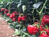 甜椒种子厂家直销，高产，中熟，抗病强