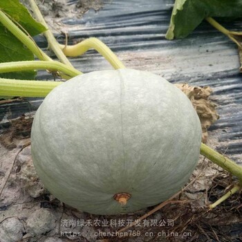 銀板栗瓜種子白皮南瓜籽香甜粉糯蔬菜種孑四季春季田園