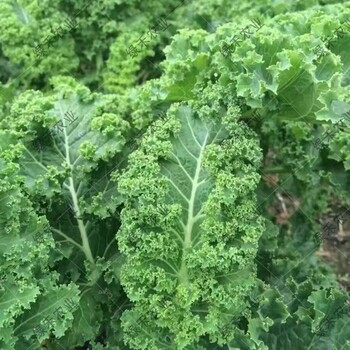 羽衣甘藍(lán)種子鳳尾菜籽綠葉蔬菜種子