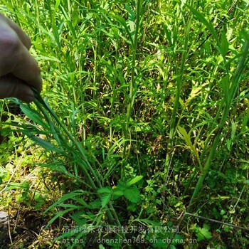 柳蒿苗多年生蔬菜扦插繁殖特种果蔬种子