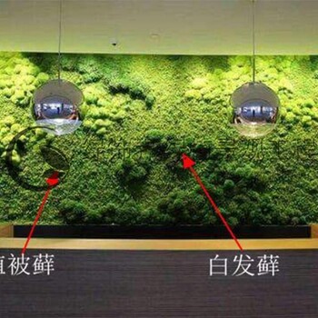 无异味仿真植物墙价格 植物墙草坪 使用寿命长