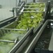 生产土豆丝蔬菜去皮去杂机器