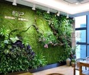 垂直绿化植物墙工厂 生态植物墙 生态修复 生态保健图片