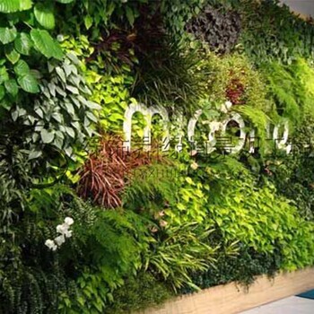 环保垂直绿化植物墙品牌 立体植物墙 生态修复 生态保健