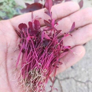 火紅苗種籽四季盆栽西餐擺盤裝飾微型蔬菜芽苗種子