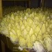 软化菊苣种子法国苦苣种子玉兰菜
