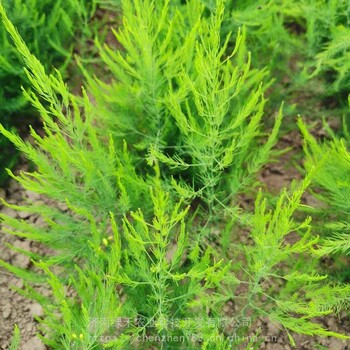 多年生芦笋种苗芦笋种根蔬菜种子种苗