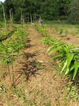 农之福老虎姜种苗,种植黄精利润图片1