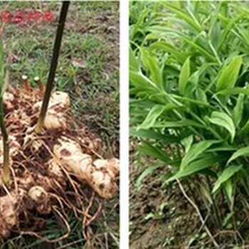 大足老虎姜种植技术,老虎姜种苗