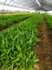 农之福白芨种植,紫花三叉白芨种苗
