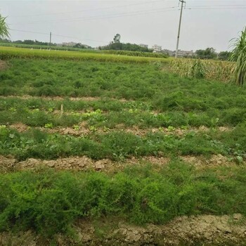農(nóng)之福天門冬種植,岳陽(yáng)天冬種苗種植園