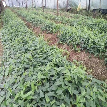 益陽金果欖種苗種植園
