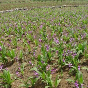 农之福白芨价格,白芨种苗 块经批发