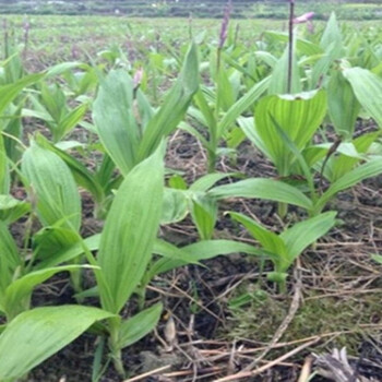 农之福白芨种植,中药材白芨苗的价格