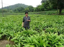 农之福白芨价格,中药白芨的种植方法图片5