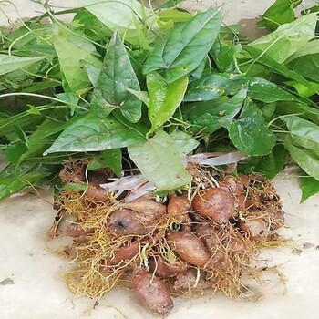 湖南金果欖種苗育苗基地