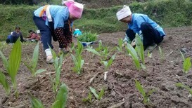 农之福白芨苗,白芨驯化一年苗图片2