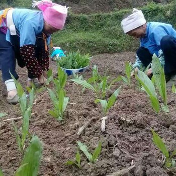 宜宾供应农之福白芨种苗品质优良,白芨用途功效