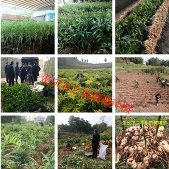 重慶黃精種苗種植園