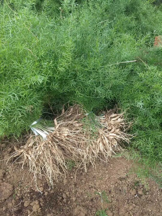 药材种子种苗 农之福天冬种植技术,天冬种植时间 免费发布药材种子