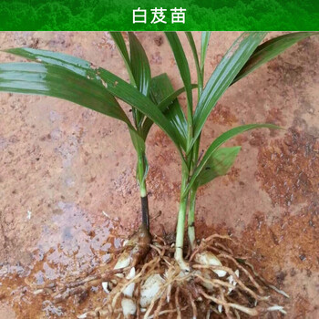 农之福白芨苗,六盘水白芨种苗信誉