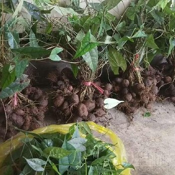 德陽金果欖種苗種植園