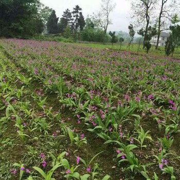 汉中农之福白芨种苗价格实惠